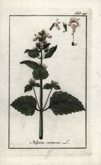 kattmynta eller kattmynta eller kattmynta (Nepeta cataria). Litografi från "Afbeelding der Artseny-Gewassen" av Johannes Zorn (1739-1799), Nederländerna av Unbekannter Künstler