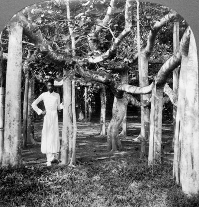 Bland rötterna på ett banyanträd, Calcutta, Indien, 1900-talet. av Underwood and Underwood
