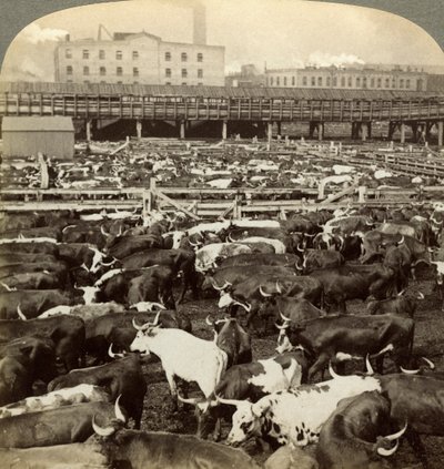 Boskap, Great Union Stock Yards, Chicago, Illinois, USA. av Underwood and Underwood