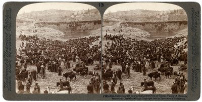Boskapsmarknadsdag, i Gihons nedre bassäng, Hinnomdalen, Jerusalem, Palestina, 1900. av Underwood and Underwood