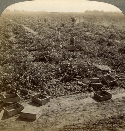 Torkning av russin, Fresno, San Joaquin Valley, Kalifornien, USA. av Underwood and Underwood
