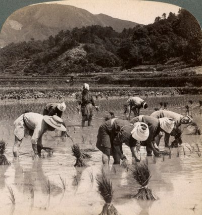 Jordbruksarbetare som transplanterar risskott nära Kyoto, Japan, 1904 av Underwood and Underwood