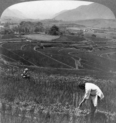 Fertila risfält i den gamla kratern i Aso-San, Japan, 1904. av Underwood and Underwood