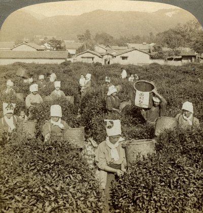 Flickor plockar te, Uji, Japan. av Underwood and Underwood