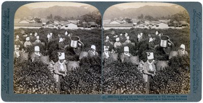 Flickor som plockar te på den berömda plantagen i Uji, Japan, 1904 av Underwood and Underwood