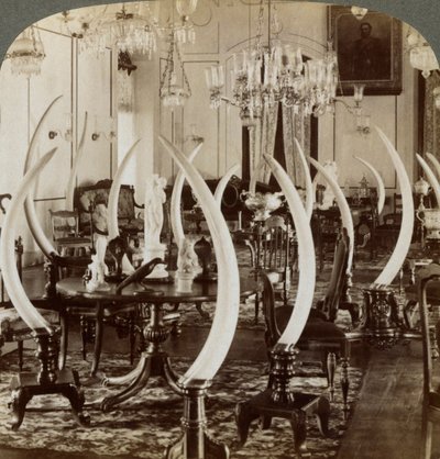 Hall of Tusks, i Lady de Soysas hem, Bambalapitiya, Colombo, Ceylon, 1903 av Underwood and Underwood