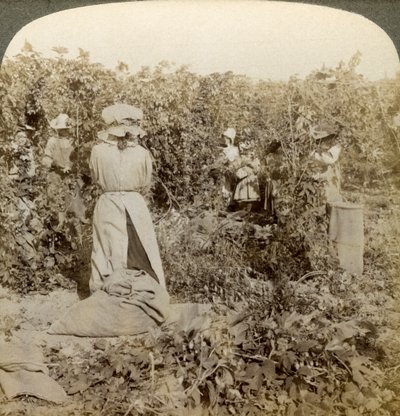 Humlplockning, Eugene, Oregon, USA. av Underwood and Underwood