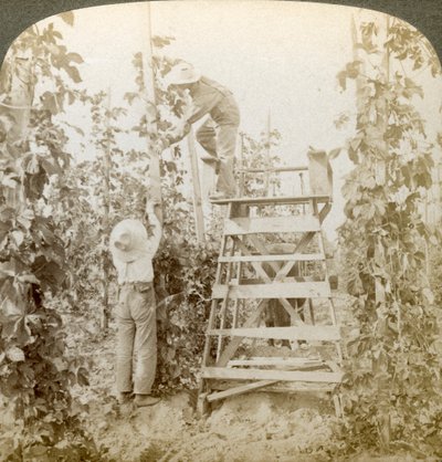 I Rich Hop District, Training the Vines, White River Valley, Washington, USA. av Underwood and Underwood