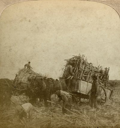 Laddar sockerrör, sockerplantage, Louisiana, USA. av Underwood and Underwood