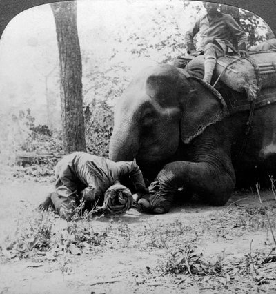 Mahout tar bort en tagg från en elefants fot, Behar tigerskott, Indien, c1900-talet. av Underwood and Underwood