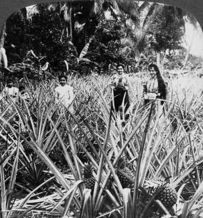 Ananasfält, Mayaguez, Puerto Rico. av Underwood and Underwood