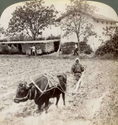 Plöjer översvämmad mark för risplantering, norr om huvudvägen vid Uji, nära Kyoto, Japan, 1904. av Underwood and Underwood