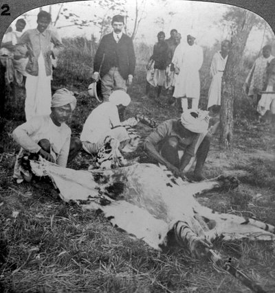Att flå en död tiger, skott av Maharajah av Cooch Behar, Indien, c1900-talet. av Underwood and Underwood