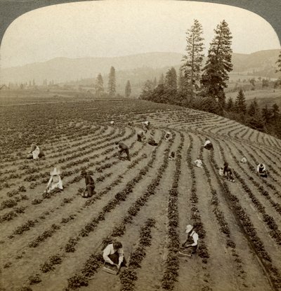 Jordgubbsplockning, Cedar Creek Farm, Hood River Valley, Oregon, USA. av Underwood and Underwood