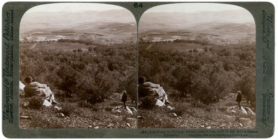 Dothanslätten, Palestina, 1900. av Underwood and Underwood