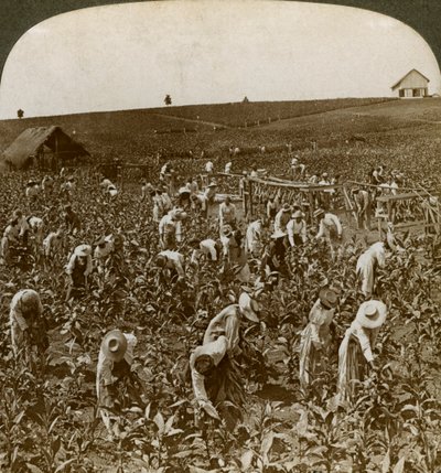 Tobaksfält, Montpeller, Jamaica, 1900. av Underwood and Underwood