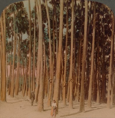 Toddy palmer 100 fot höga, Pagan, Burma, 1907. Konstnärer: Elmer Underwood, Bert Elias Underwood. av Underwood and Underwood