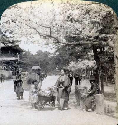 Under körsbärsblommorna, med utsikt mot nordost längs huvudgatan i Shiba Park, Tokyo, Japan, 1904 av Underwood and Underwood