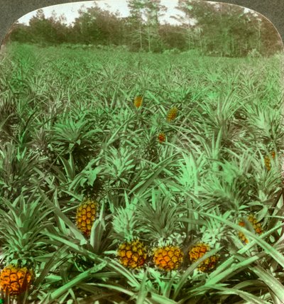 Där den läckra ananasen växer, Florida, USA, 1896. av Underwood and Underwood