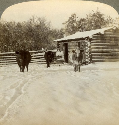 Vinter på en ranch, Montana, USA. av Underwood and Underwood