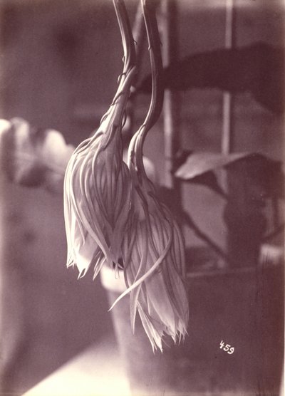 [Nattblommande Cereus, stängd efter blomning] av Unidentified