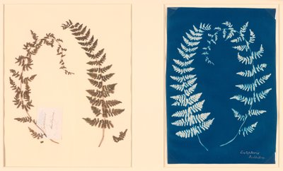 Från Hatton Fern Album av Unknown