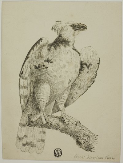 Stor amerikansk Harpy av Unknown