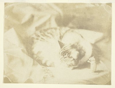 Mrs Craiks katt av Unknown