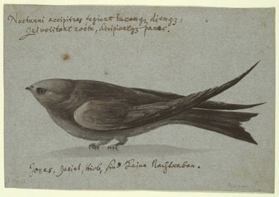 Nightjar av Unknown