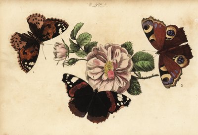 Målad damfjäril, Vanessa cardui 1, röd amiral, Vanessa atalanta 2 och europeisk påfågel, Aglais io 3 av Unknown