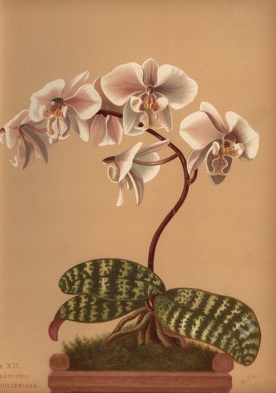 Phalaenopsis schilleriana (Phalenopsis schilleriana) av Unknown