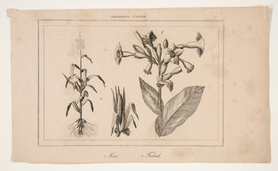 Untitled (Study of American Agriculture) av Unknown