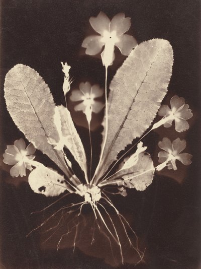 Botaniskt fotogram av Unknown 19th Century