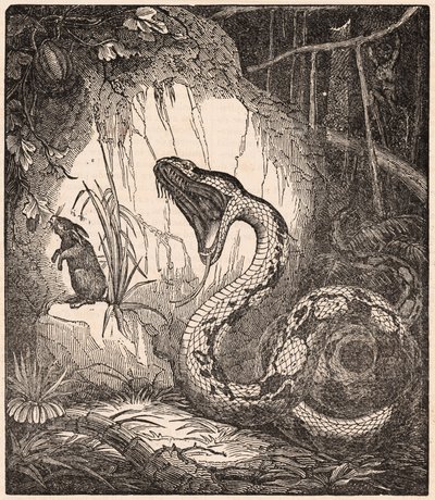 En boaorm öppnar munnen för att sluka en kanin (gravyr) av Unknown Artist