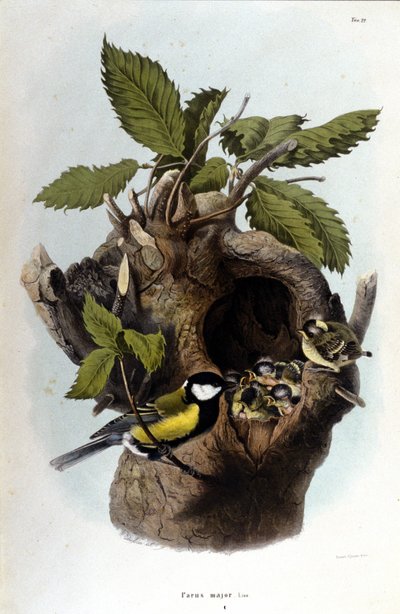 En tavla som representerar en vanlig fågel (eller sparv) nära sitt bo. av Unknown artist