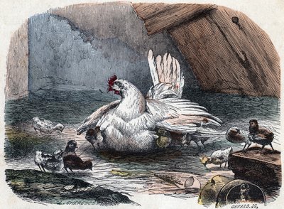 En höna skyddar sina ungar från kylan genom att sträcka ut sina vingar. av Unknown artist
