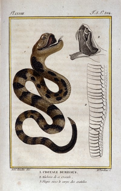 En skallerorm. Plåten hämtad från en naturhistorisk behandling av "" Works of Buffon"" av naturforskaren Georges Louis Leclerc, greve av Buffon (1707 - 1788). 1800-talet av Unknown artist