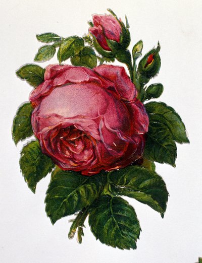 En ros av Unknown artist