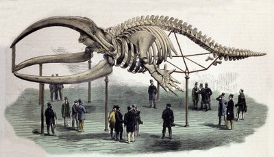 Ett skelett av valar vid Royal College of Surgeons i London. 1800-talsgravyr av Unknown artist