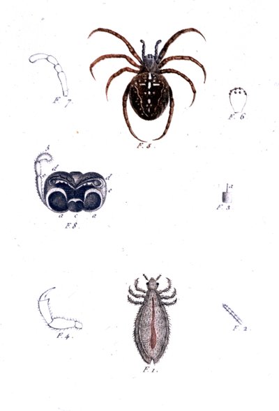 En spindel och en lus. Naturhistoriska nämnden, sd. 1800-talet. av Unknown artist