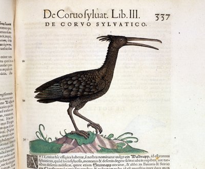 En vild korp från Historia Animalium av Conrad Gesner, Tiguri 1560. Biblioteca Nazionale Braidense. Milano av Unknown artist
