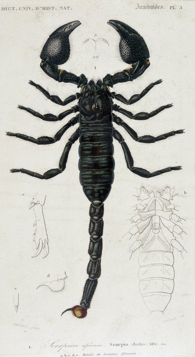 African Scorpion - Natural History Board av Unknown artist