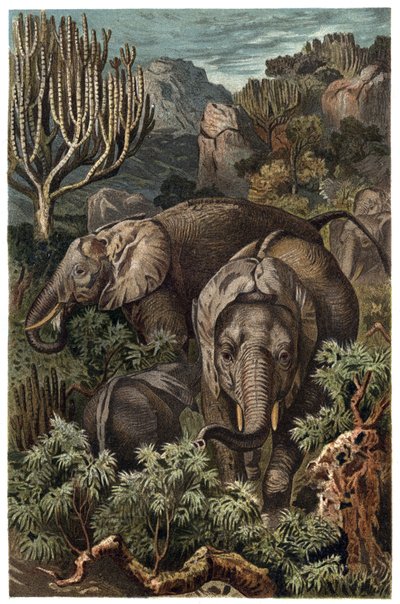 Afrikansk elefant (Loxodonta) - Afrikansk elefant (Loxodonta) - gravyr från "" Brehms djurliv"" av Alfred Edmund Brehm (1829-1884) av Unknown artist
