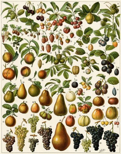 Jordbruk: Botanisk tavla som representerar ätbara frukter (körsbär, hallon, jordgubbar, blåbär, persika, aprikos, nötter, vindruvor, päron, hasselnöt, fikon, äpple, plommon...). Färglitografi. av Unknown artist