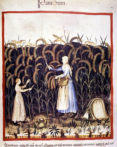 Lantbruk. Recolle panik (flingor). Belysning från mjölkning av medicin och diet "" Tacuinum sanitatis"" av Unknown artist
