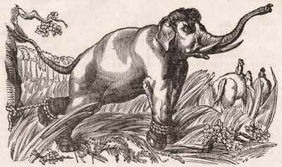 En elefant fångad i Savannan, Afrika av Unknown