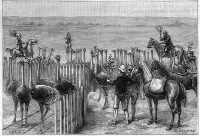 En strutspark i Heaterton Towers i södra Afrika 1895. av Unknown artist