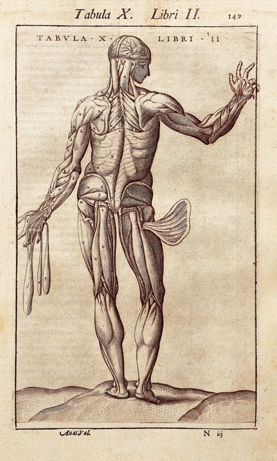 Anatomisk tavla som föreställer en man på baksidan. Gravyr i "" Anatomia Corporis Humani "" av Juan Valverde De Amusco (1525-1588). Barcelona. Biblioteca de Catalunya (Kataloniens nationalbibliotek, Barcelona). av Unknown artist