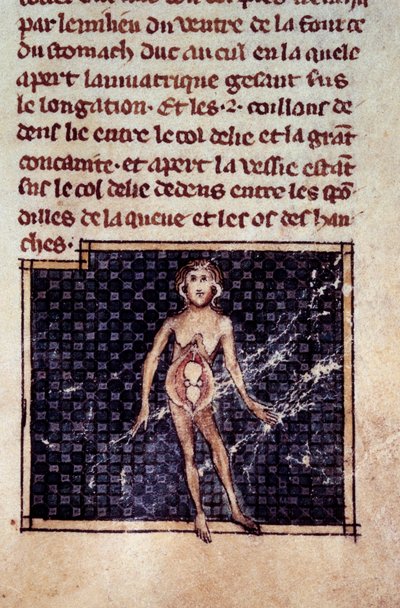 Anatomiska figurer: manliga och kvinnliga peeling, öppen mage, visar njurar, urinblåsa, könsorgan: detalj av kvinnan. Miniatyr från manuskriptet "" Surgery" (Folio 29) skriven av Henri de Mondeville (kirurg hos Philippe Le Bel professor i anatomi) av Unknown artist