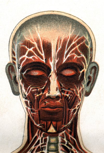 Anatomi: tvärsnitt av den mänskliga skallen, snittet framifrån representerar muskelsystemet. "Den nya naturliga medicinen" av F.E. Bilz.1898. av Unknown artist